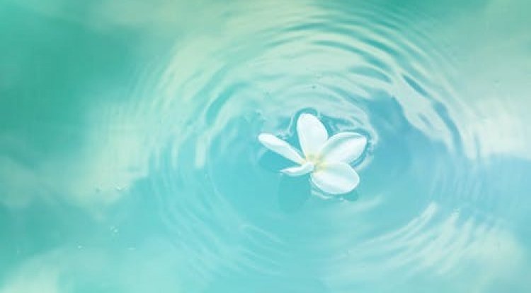 A half-filled bowl with water and floating white flower’s petals