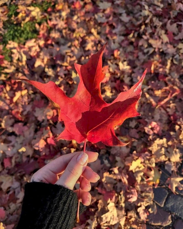 the last leaf